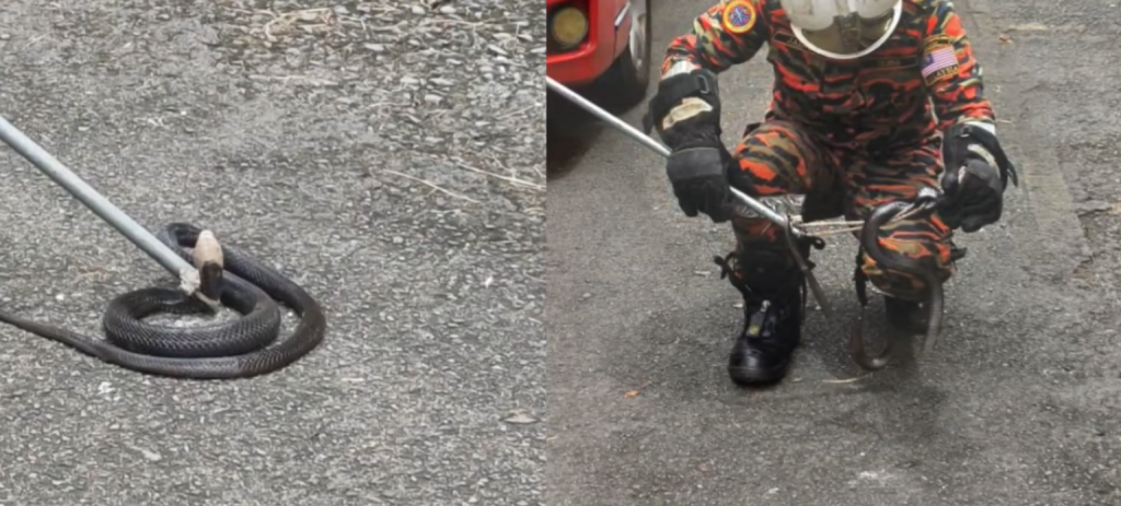 King Cobra dalam Enjin Kereta: Tindakan Pantas Jabatan Bomba dan Penyelamat