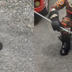 King Cobra dalam Enjin Kereta: Tindakan Pantas Jabatan Bomba dan Penyelamat