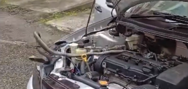 King Cobra dalam Enjin Kereta: Tindakan Pantas Jabatan Bomba dan Penyelamat